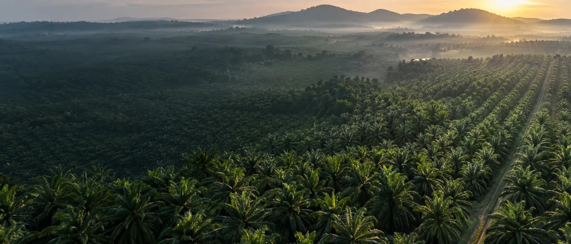 Aerial view of a mature oil-palm plantation at sunrise